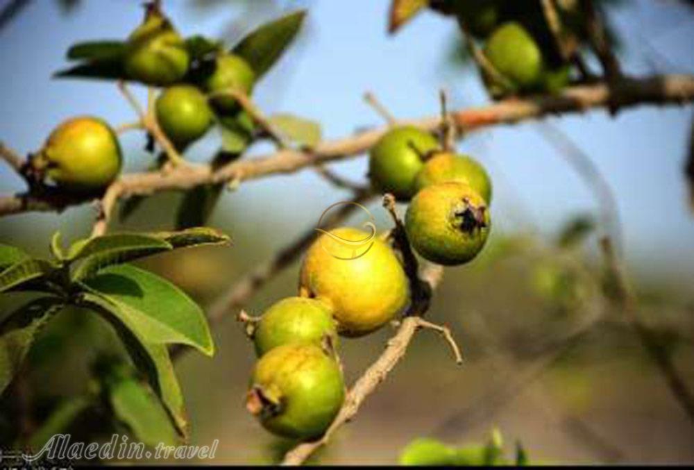 باغ میوه های گرمسیری چابهار | علاءالدین تراول