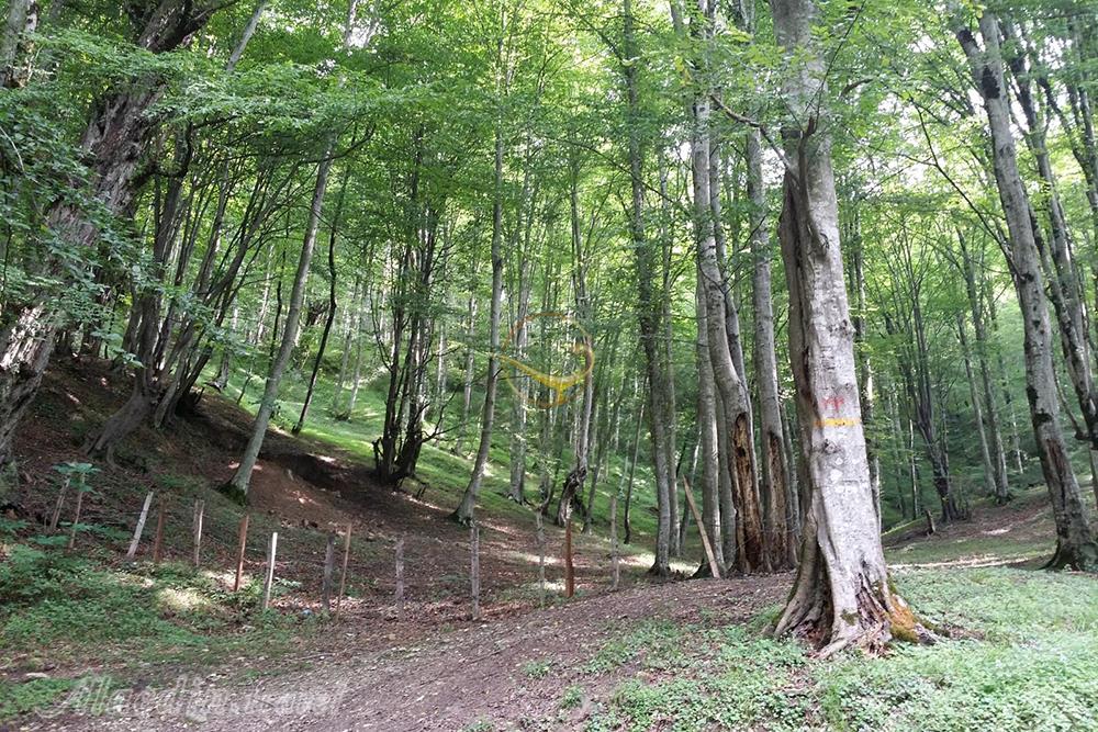 پارک جنگلی فین چالوس | علاءالدین تراول