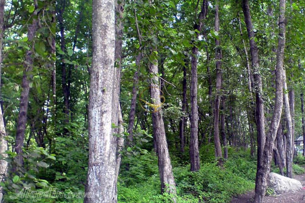 پارک جنگلی فین چالوس | علاءالدین تراول