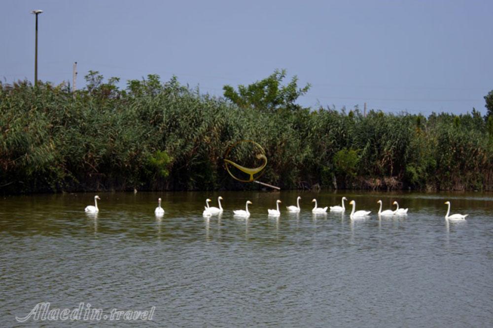 رودخانه چمخاله | علاءالدین تراول