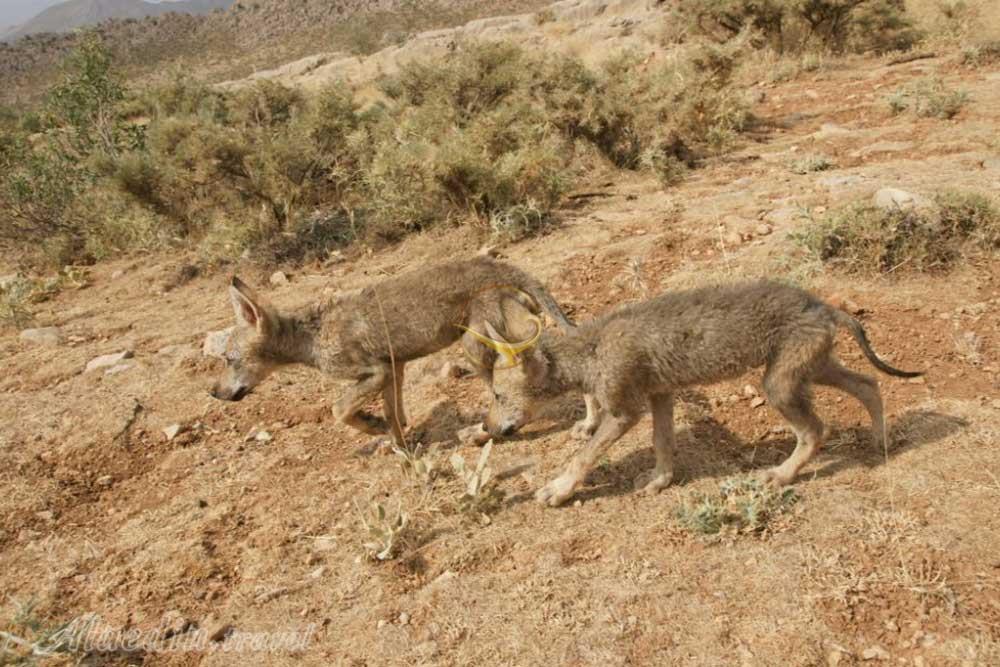 منطقه حفاظت شده سفیدکوه چگنی لرستان | علاءالدین تراول