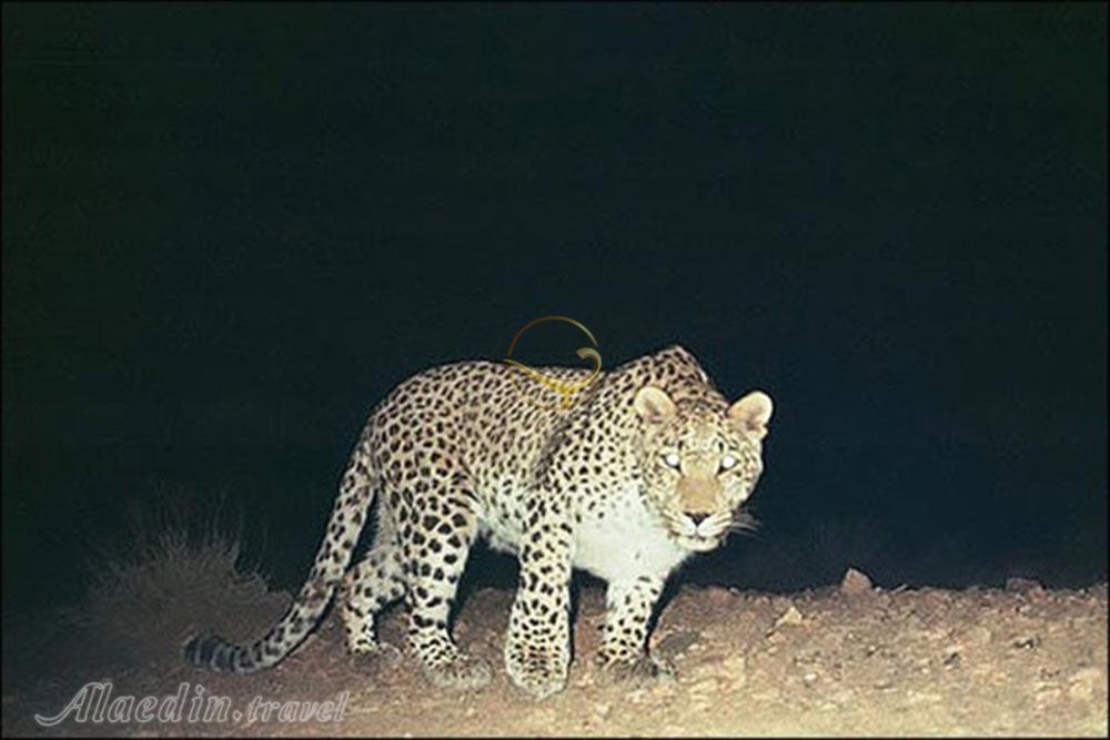 منطقه حفاظت شده سفیدکوه چگنی لرستان | علاءالدین تراول