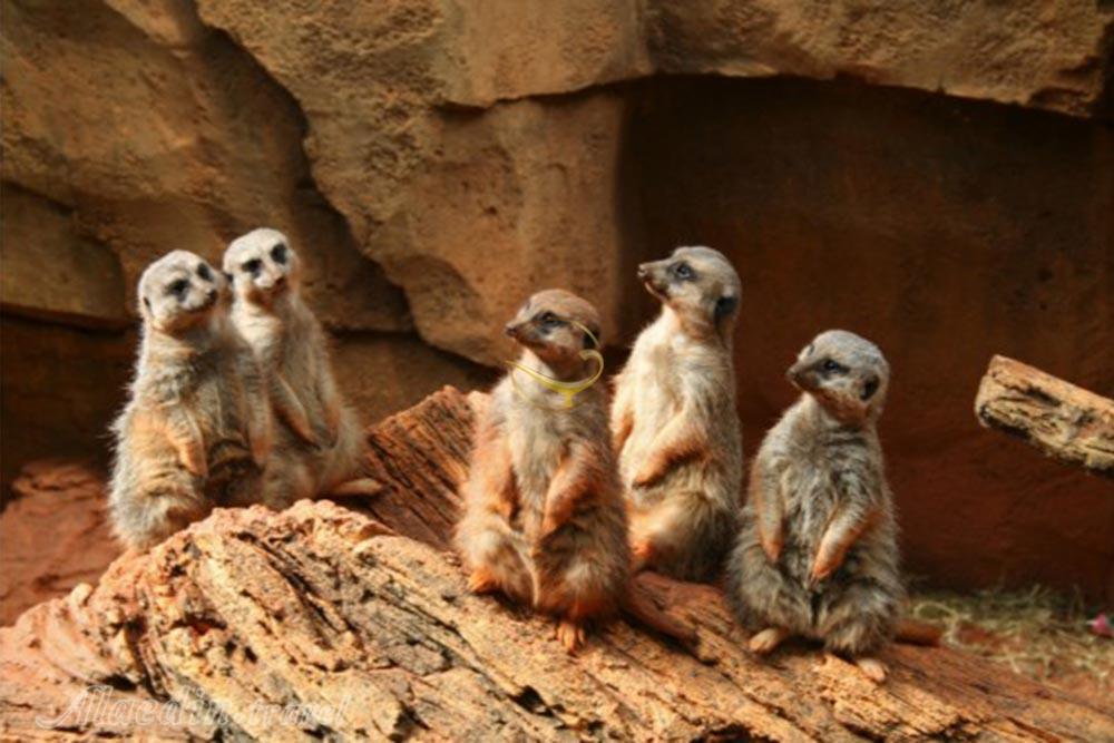 باغ وحش پارک لینکولن شیکاگو - آمریکا | علاءالدین تراول