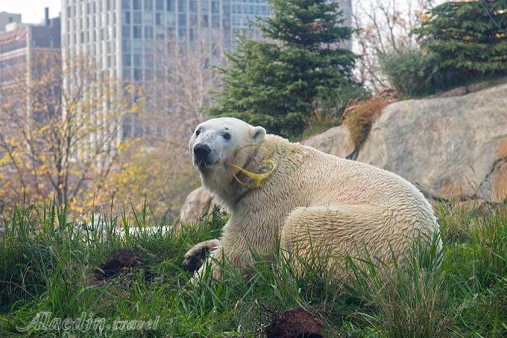 باغ وحش پارک لینکولن شیکاگو - آمریکا | علاءالدین تراول