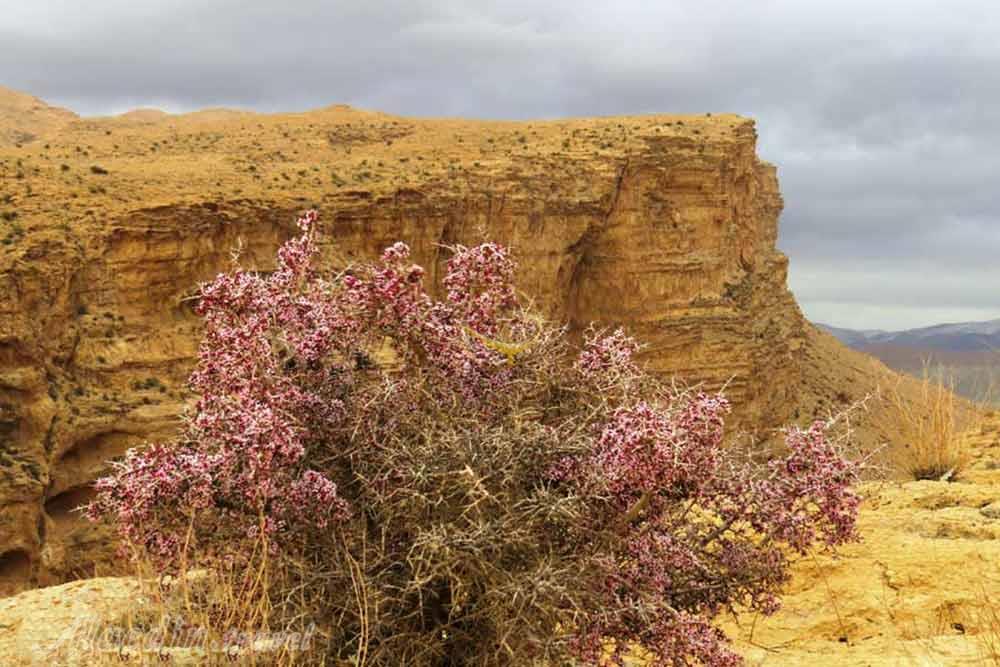 دره ازنا جاسب دلیجان | علاءالدین تراول