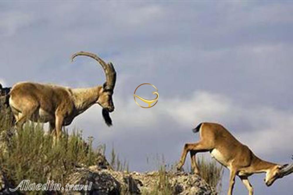 منطقه حفاظت شده دنا | علاءالدین تراول