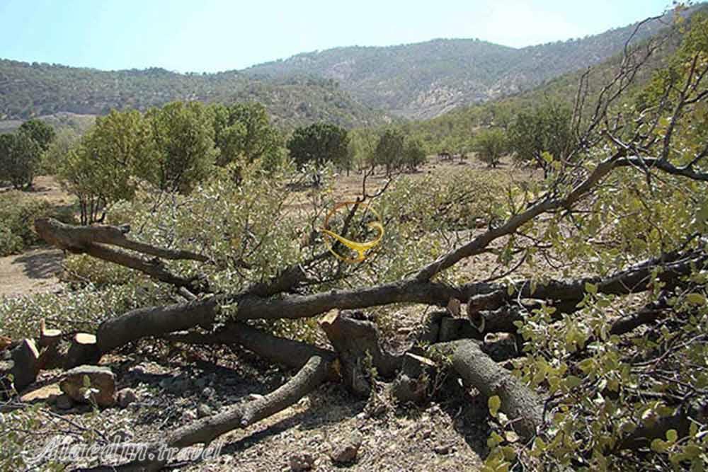 منطقه حفاظت شده دنا | علاءالدین تراول