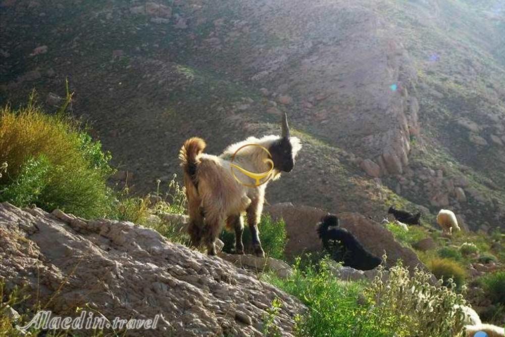 منطقه حفاظت شده دنا | علاءالدین تراول