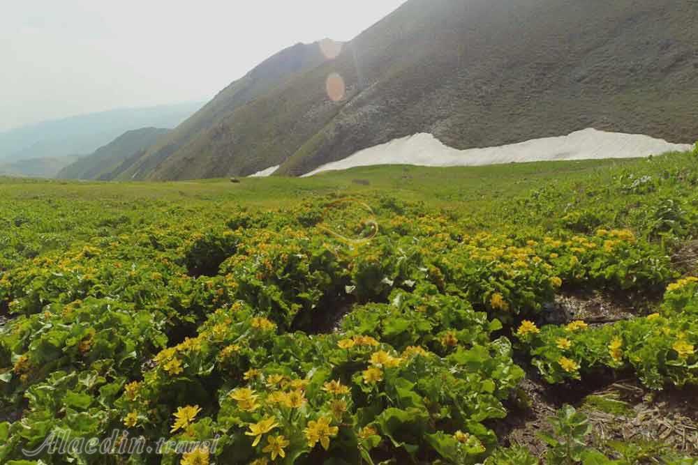 کوه چهل چشمه دیواندره | علاءالدین تراول