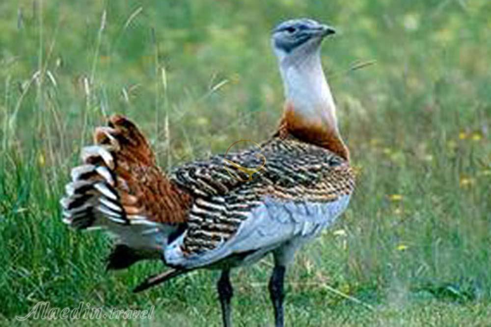 منطقه شکار ممنوع زرینه اوباتو دیواندره | علاءالدین تراول