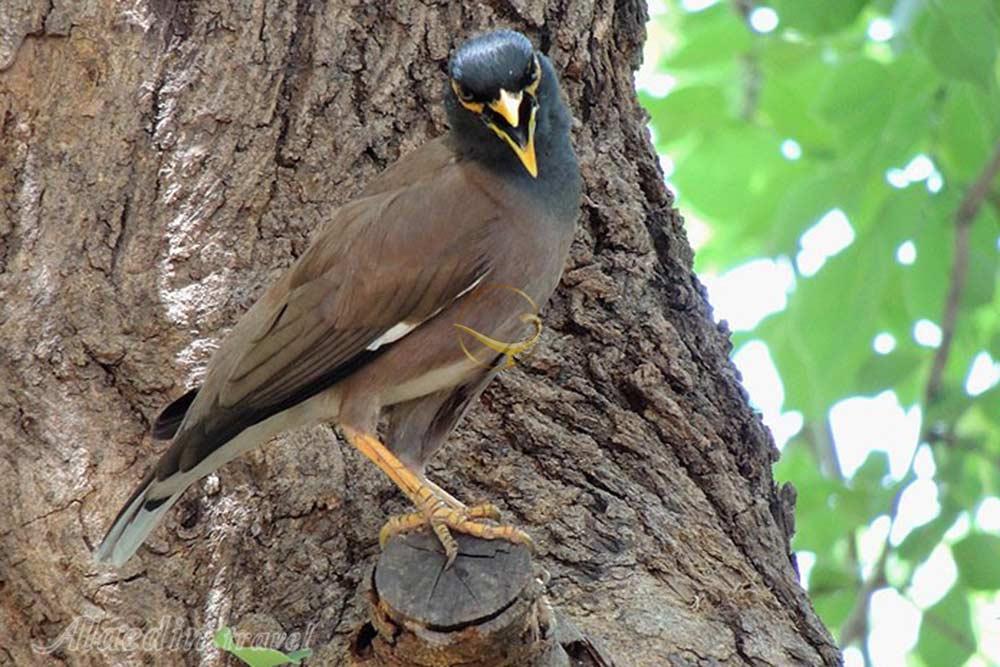 منطقه شکار ممنوع زرینه اوباتو دیواندره | علاءالدین تراول