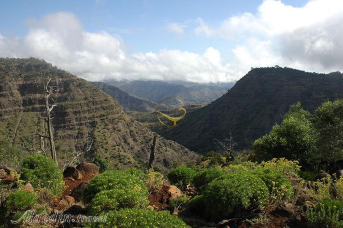 پارک ملی جنگل روز جیبوتی سیتی | علاءالدین تراول