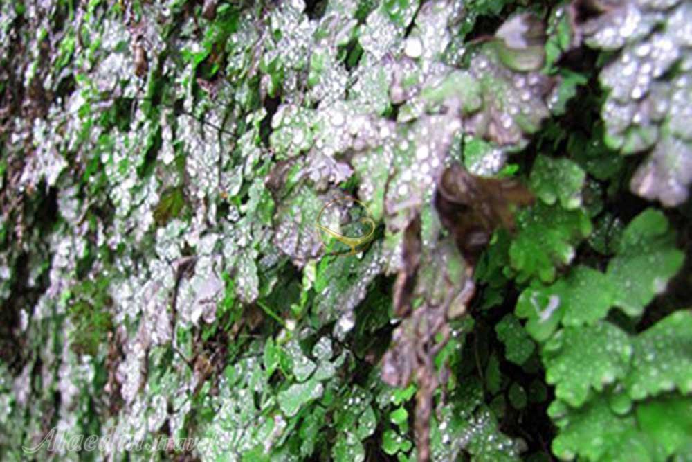 آبشار آبگرمه درود (چم چیت)	 | علاءالدین تراول