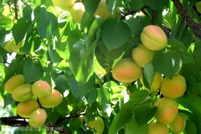 روستای مروک دورود