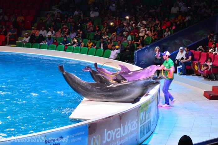 دلفین بی در دبی - امارات متحده عربی