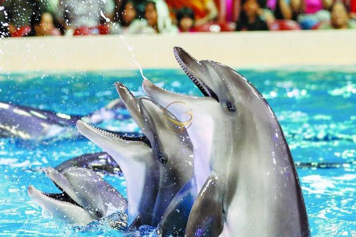 دلفین بی در دبی - امارات متحده عربی