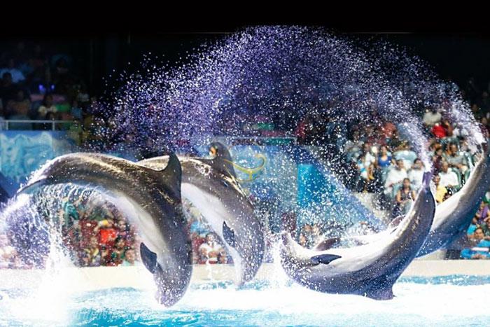 دلفین بی در دبی - امارات متحده عربی