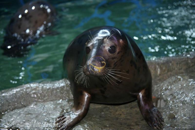 دلفین بی در دبی - امارات متحده عربی