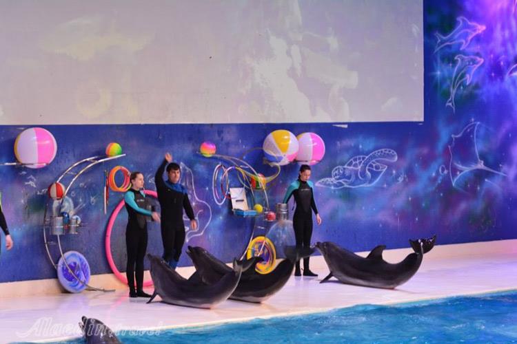 دلفین بی در دبی - امارات متحده عربی