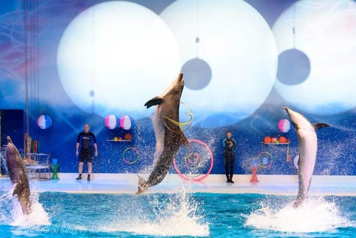 دلفین بی در دبی - امارات متحده عربی