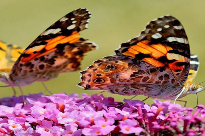 پارک معجزه در دبی - امارات متحده عربی