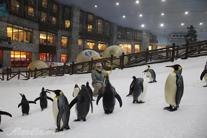 پیست اسکی دبی - امارات متحده عربی