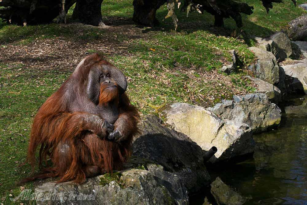 باغ وحش دوبلین - ایرلند | علاءالدین تراول