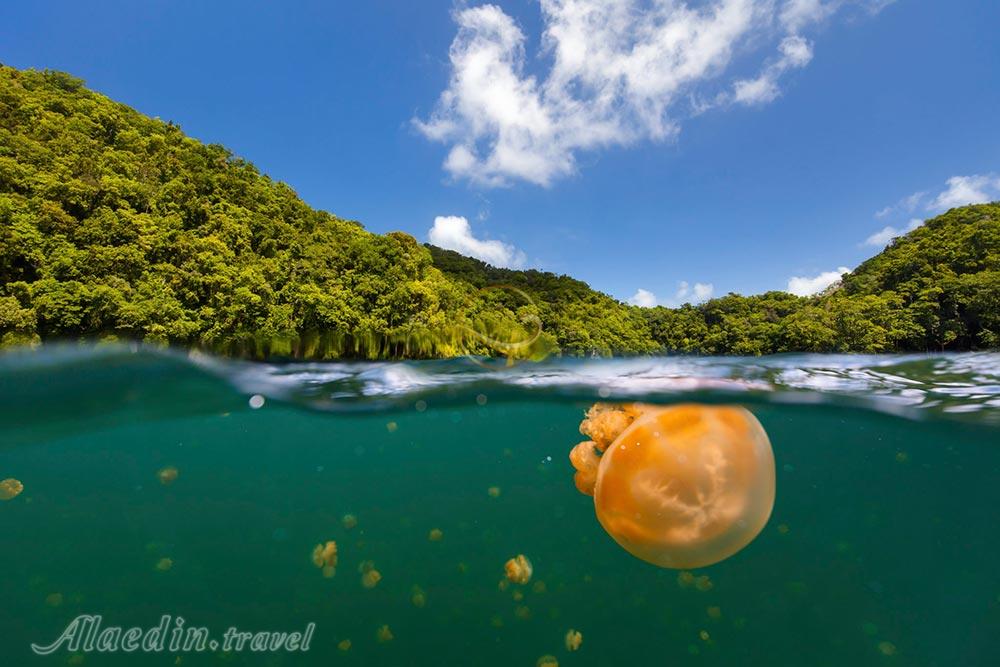 دریاچه عروس دریایی در ایل مالک - پالائو | علاءالدین تراول