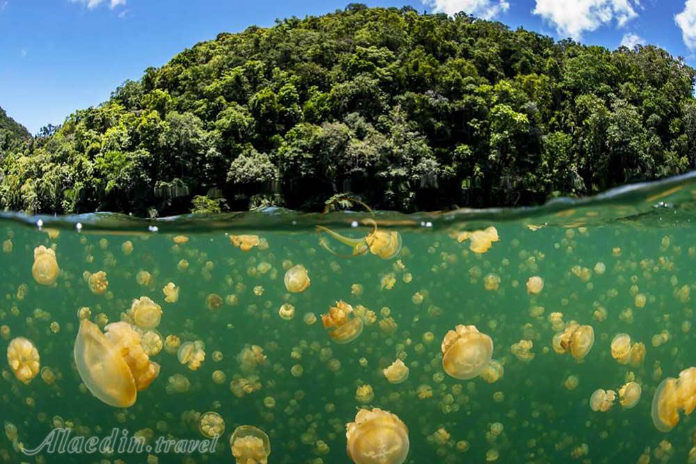 دریاچه عروس دریایی در ایل مالک - پالائو | علاءالدین تراول