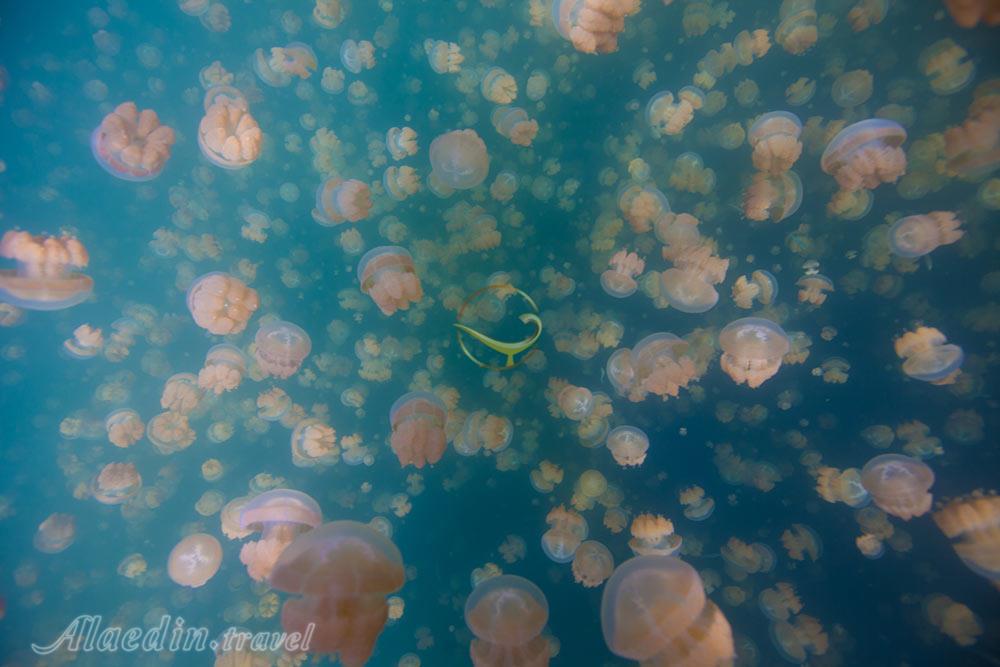 دریاچه عروس دریایی در ایل مالک - پالائو | علاءالدین تراول