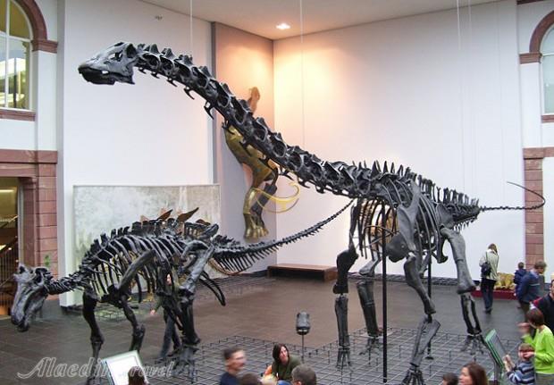 موزه تاریخ طبیعی زنکنبرگ فرانکفورت - آلمان | علاءالدین تراول