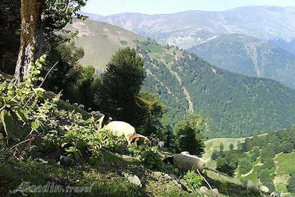 منطقه حفاظت شده گشت رودخان فومن | علاءالدین تراول