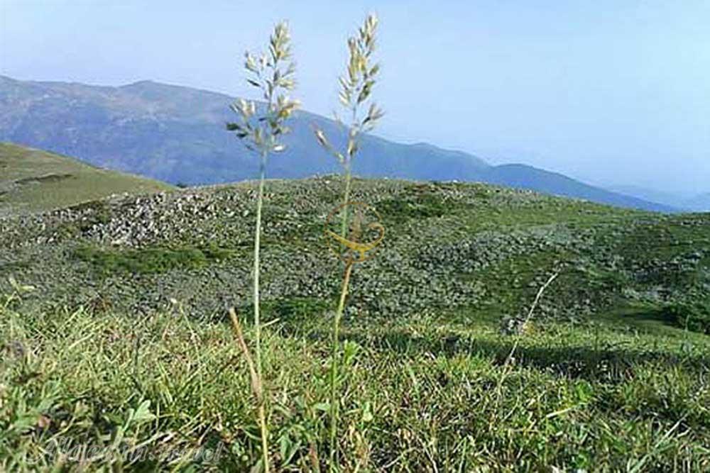 منطقه حفاظت شده گشت رودخان فومن | علاءالدین تراول