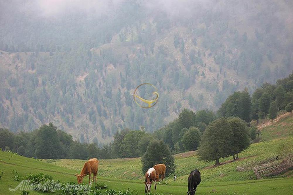 منطقه حفاظت شده گشت رودخان فومن | علاءالدین تراول