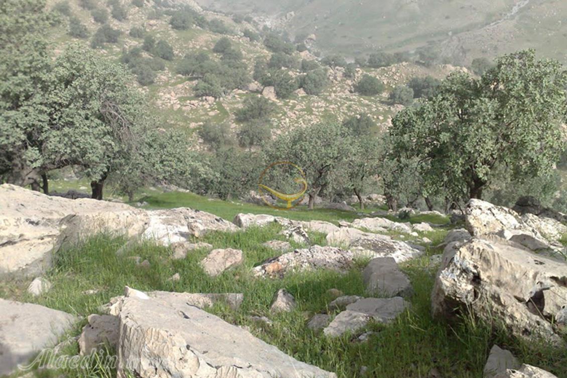 منطقه حفاظت شده کوه خامین گچساران | علاءالدین تراول