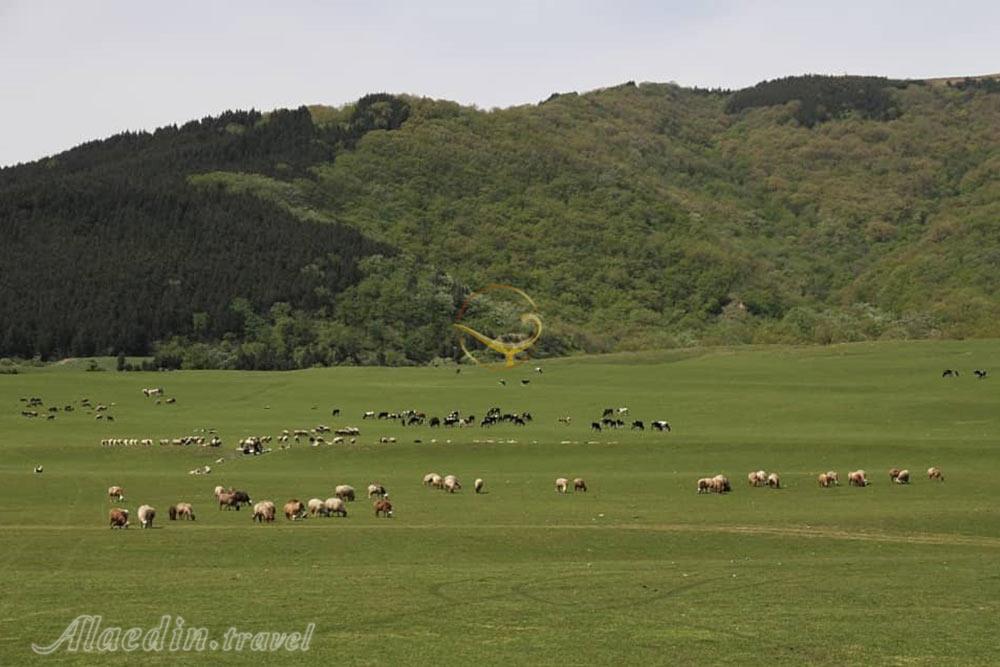 دشت آق قمیش گالیکش | علاءالدین تراول