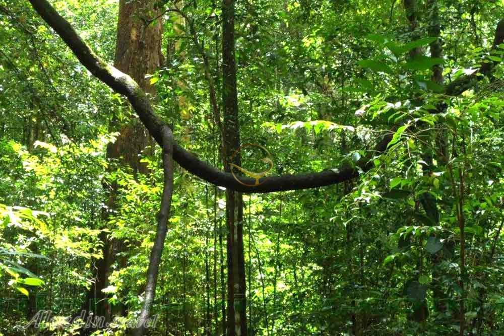 جنگل حفاظت شده سیناراجا در گاله - سریلانکا | علاءالدین تراول