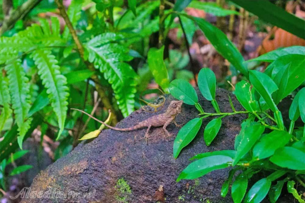 جنگل حفاظت شده سیناراجا در گاله - سریلانکا | علاءالدین تراول