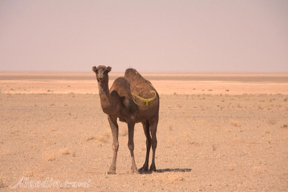 پارک ملی کویر گرمسار | علاءالدین تراول