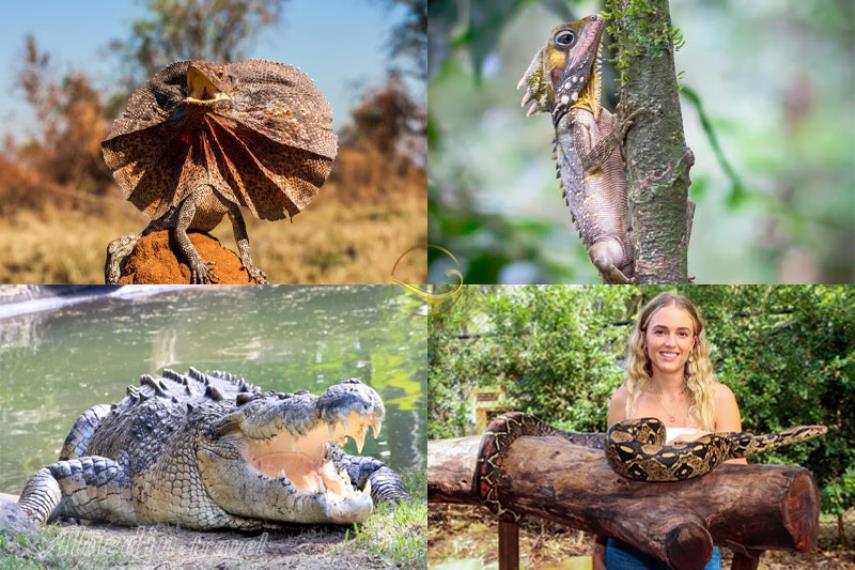 خزندگان پناهگاه حیات وحش کورومبین گلد کوست | علاالدین تراول