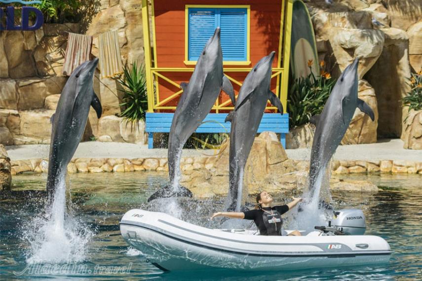 سی ورلد گلد کوست | علاالدین تراول