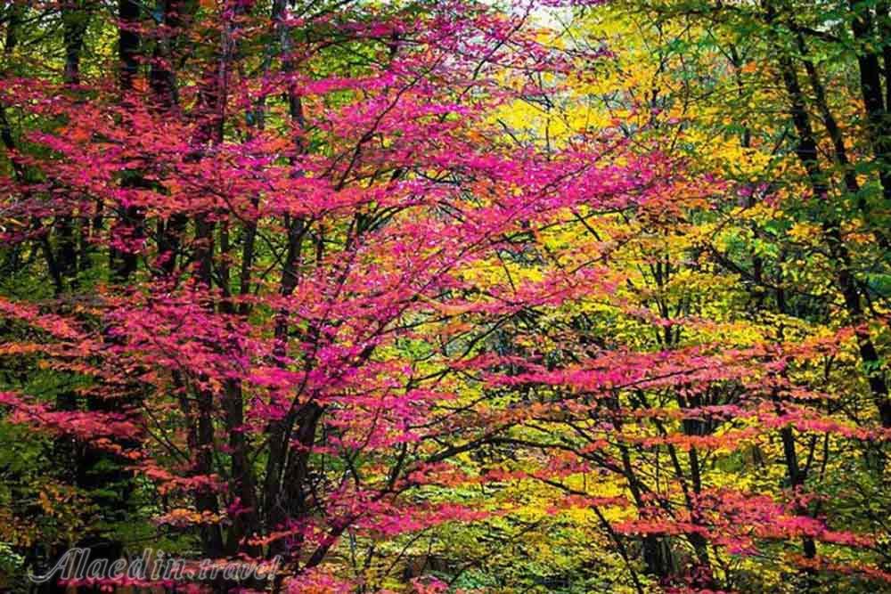 پارک جنگلی النگ دره در گرگان | علاءالدین تراول