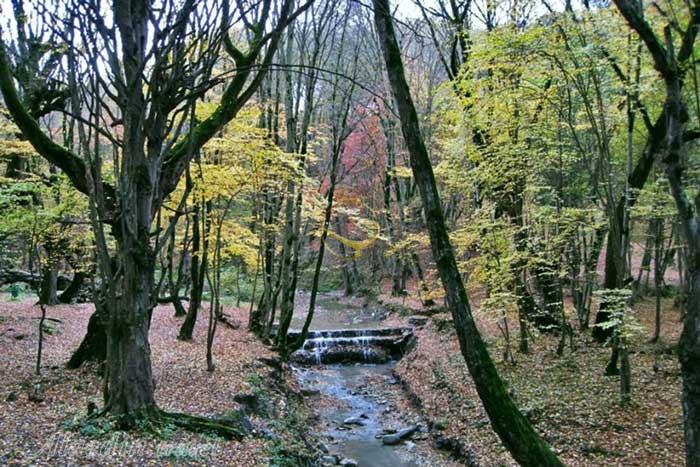 پارک جنگلی النگ دره در گرگان | علاءالدین تراول