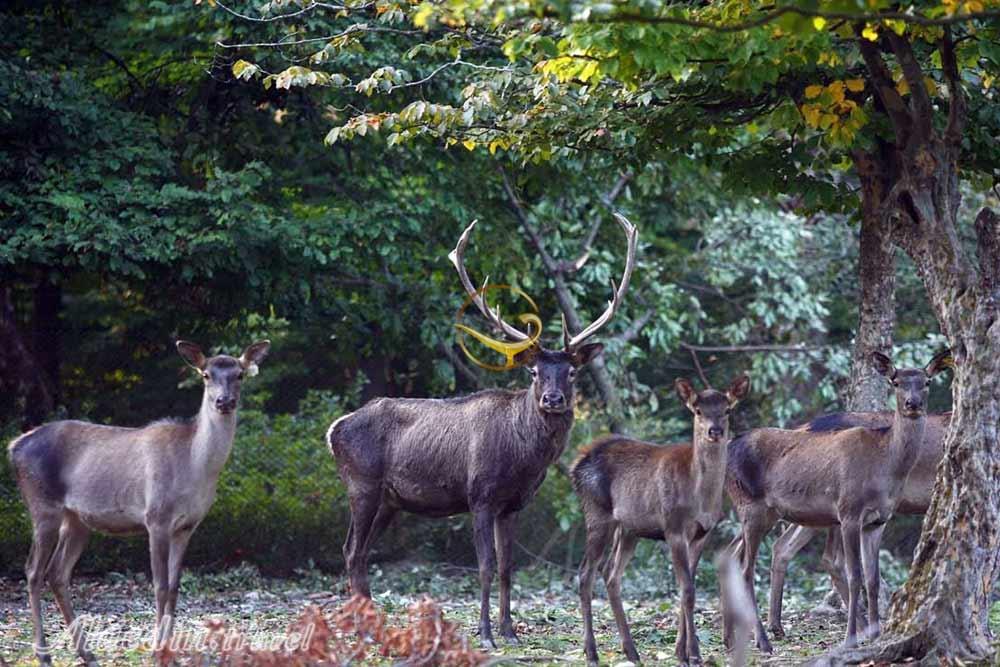 پارک جنگلی قرق در گرگان | علاءالدین تراول