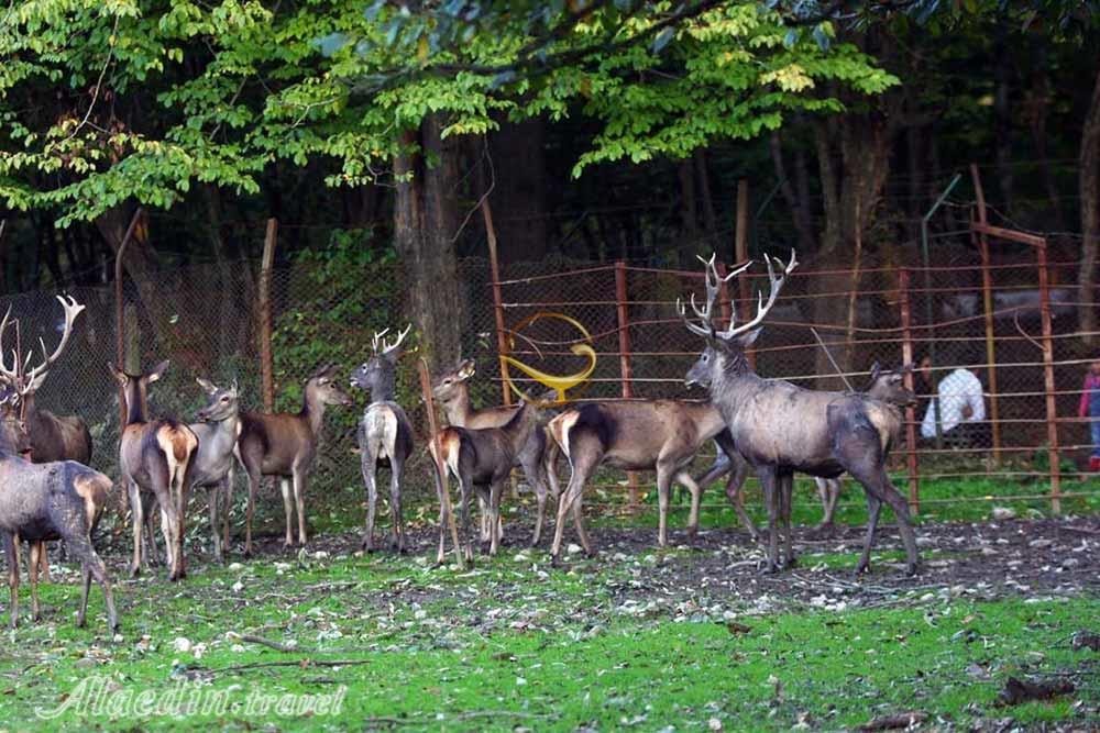 پارک جنگلی قرق در گرگان | علاءالدین تراول