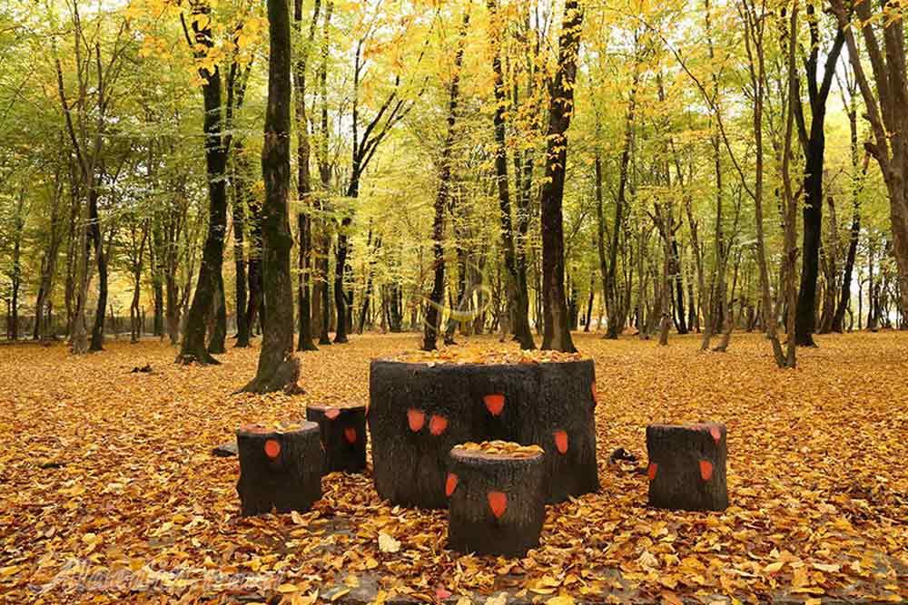 پارک جنگلی قرق در گرگان | علاءالدین تراول