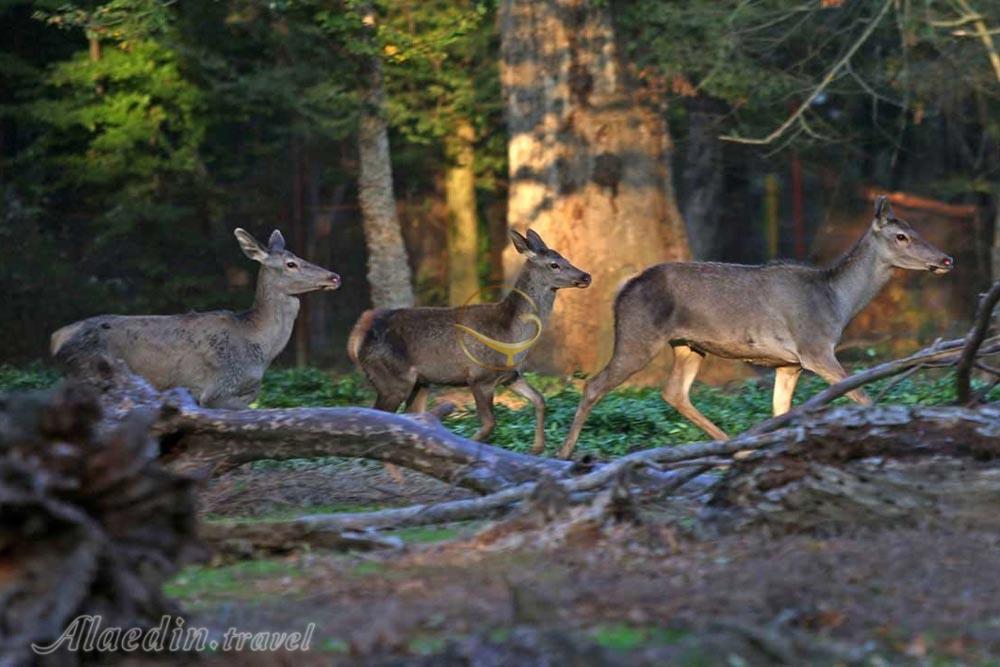 پارک جنگلی قرق در گرگان | علاءالدین تراول