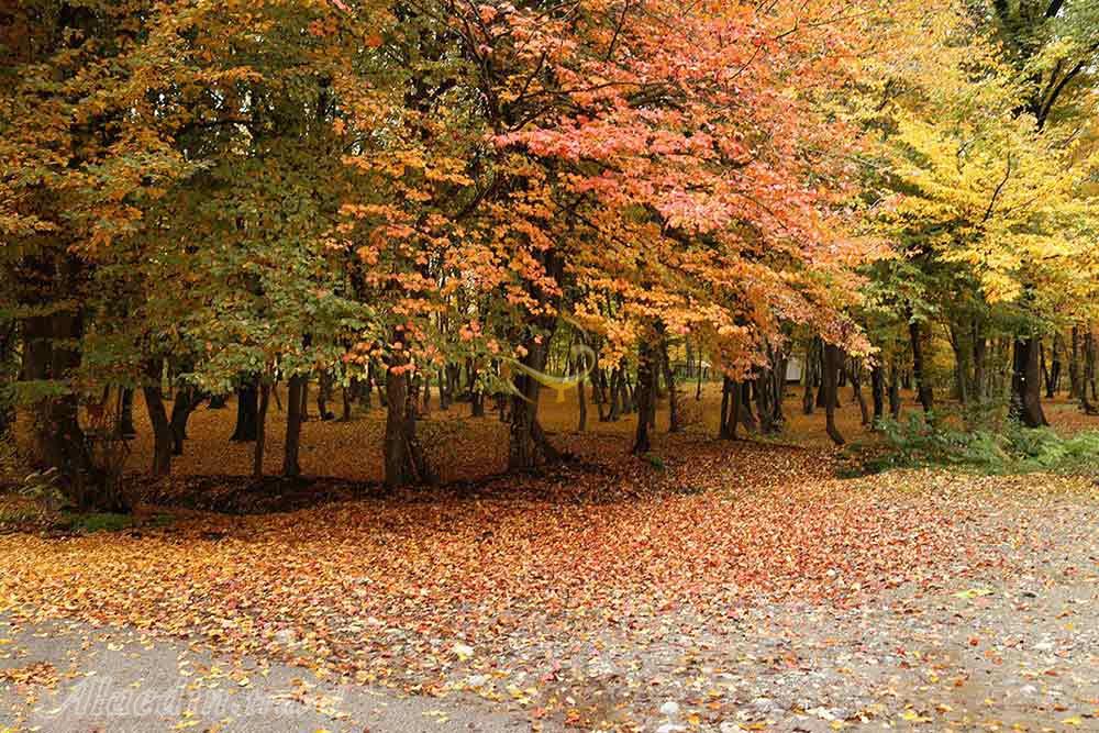 پارک جنگلی قرق در گرگان | علاءالدین تراول