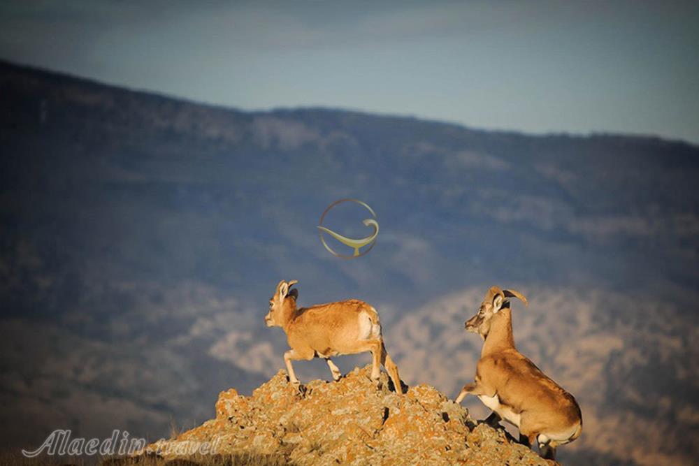 پارک ملی گلستان در گرگان | علاءالدین تراول