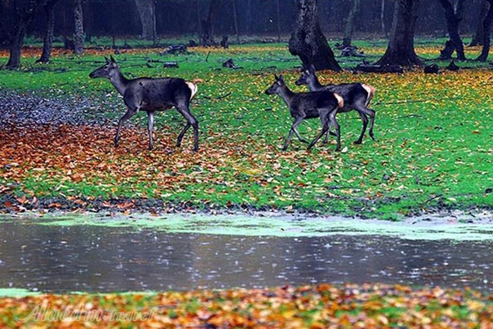 پارک ملی گلستان در گرگان | علاءالدین تراول